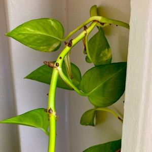 Meet your Posher, Sharmeen